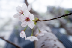 葉桜#5