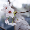 葉桜#5