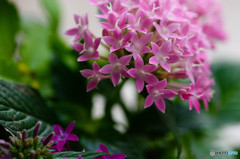 Garden flower#3