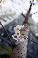 葉桜