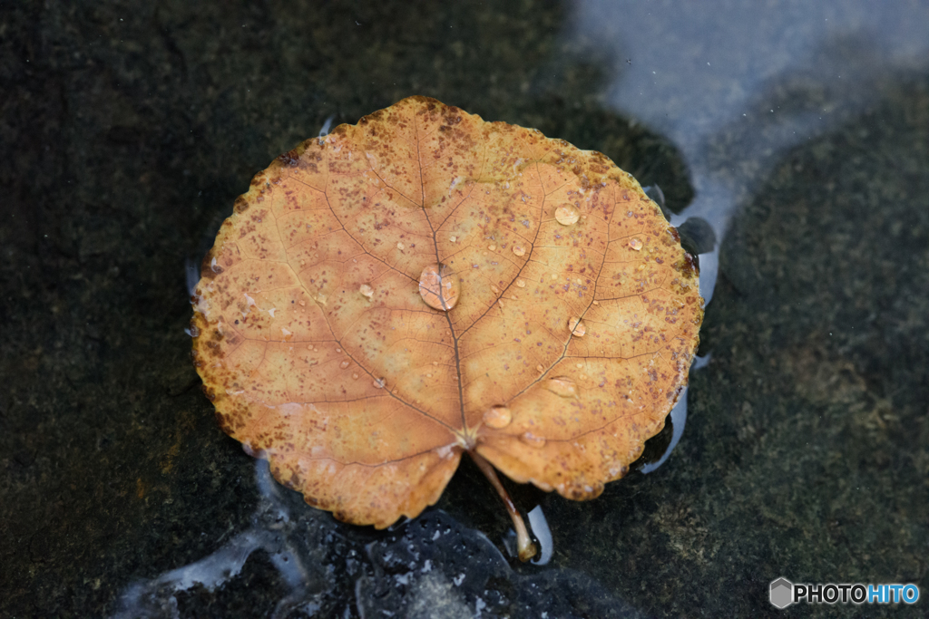 Autumn drops