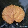 Autumn drops
