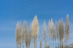 Pampas Grass#2