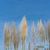 Pampas Grass#2