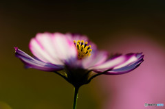 cosmos#3 2015