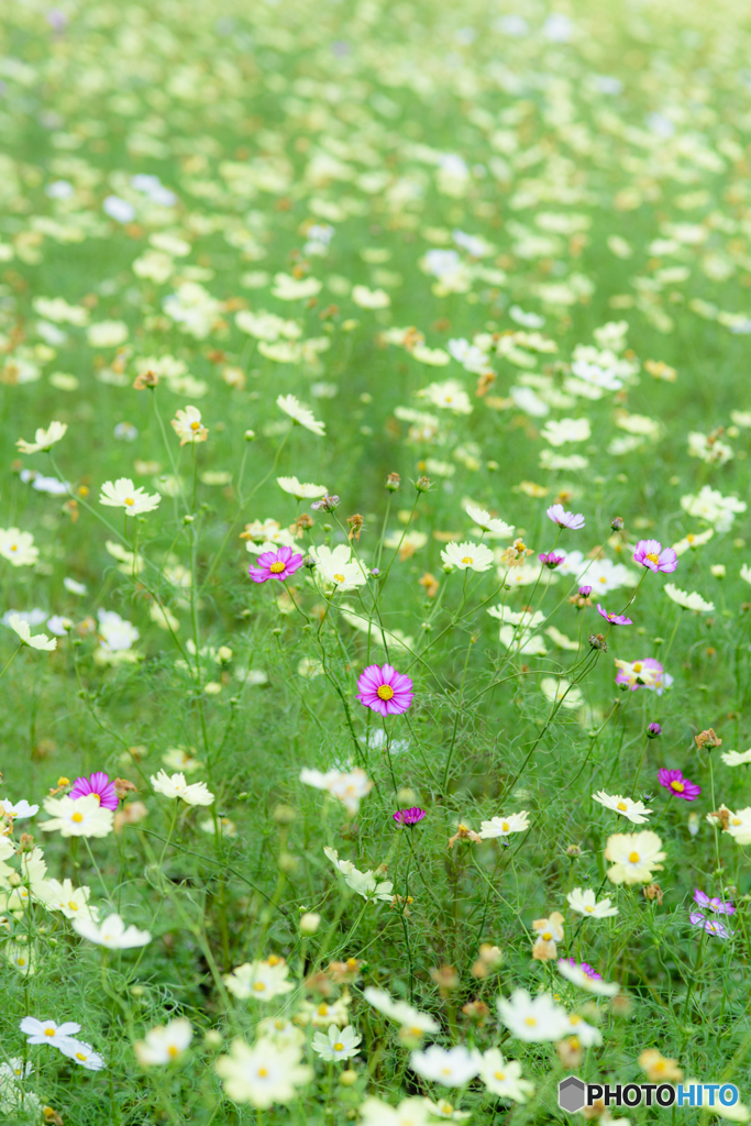 cosmos field#2