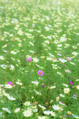 cosmos field#2