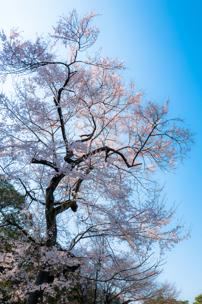 皇居乾通り　さくら