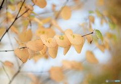 Yellowish