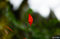 red#2