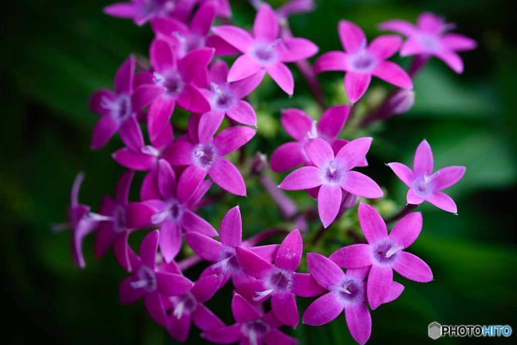 Garden flower#2