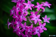 Garden flower#2