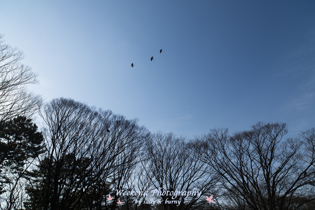 Tree & birds