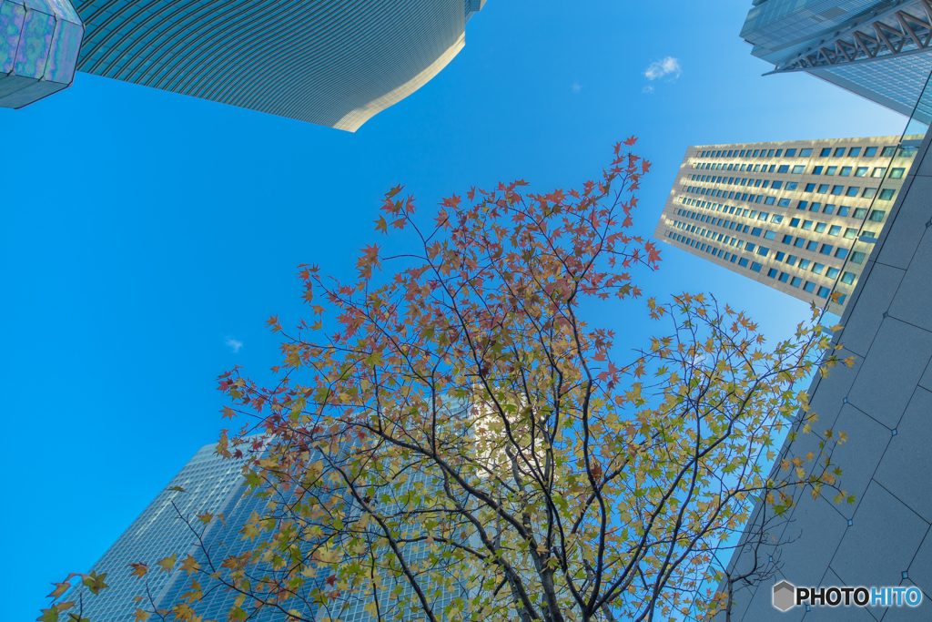 Autumn leaves in Tokyo