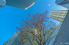 Autumn leaves in Tokyo