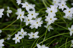 spring flowers
