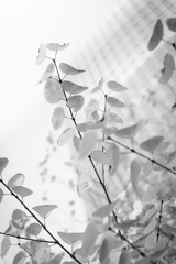 leaves3#