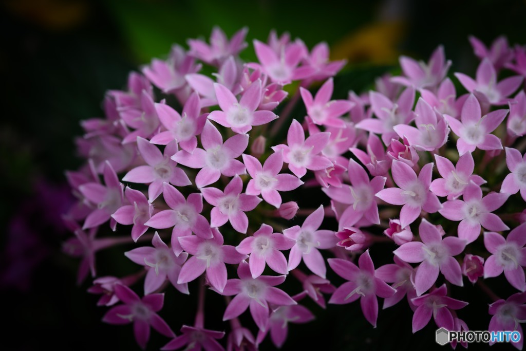 Garden flower