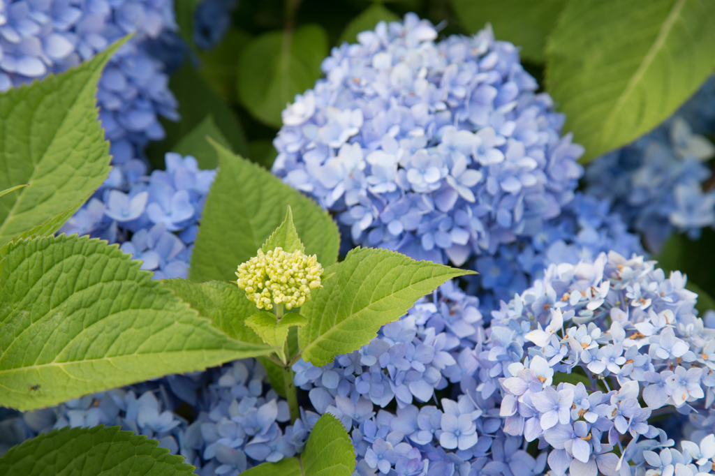 紫陽花