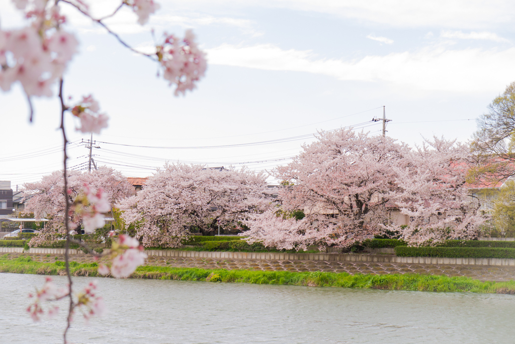 春日部の春