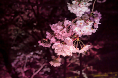 sakura_140329