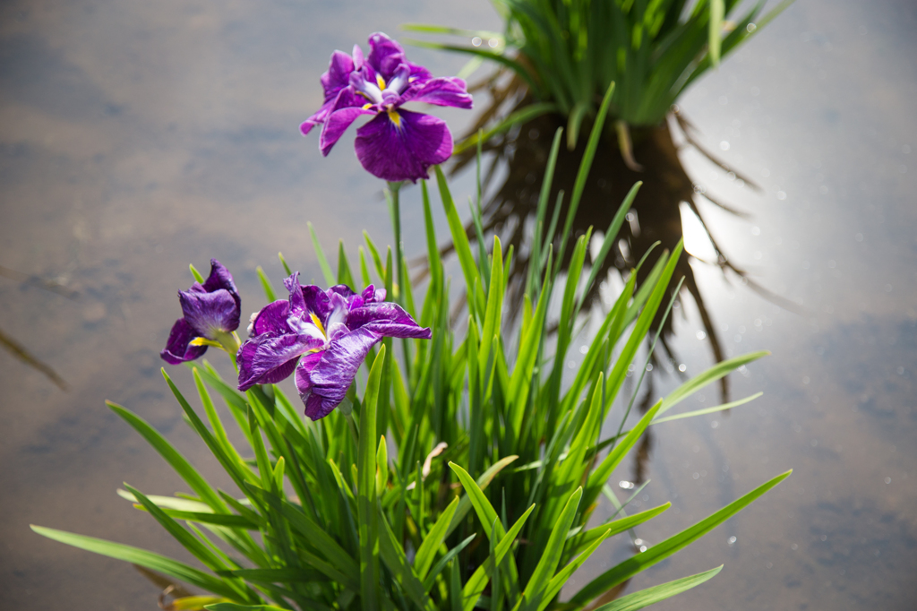 紫菖蒲