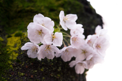 sakura_140330