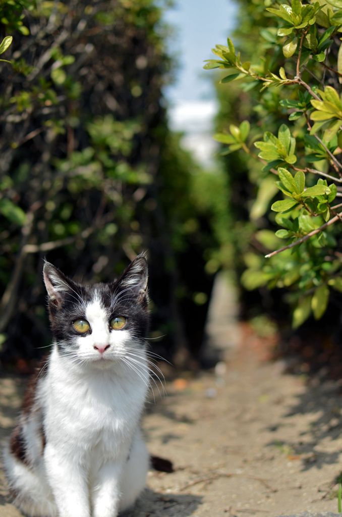 猫道。