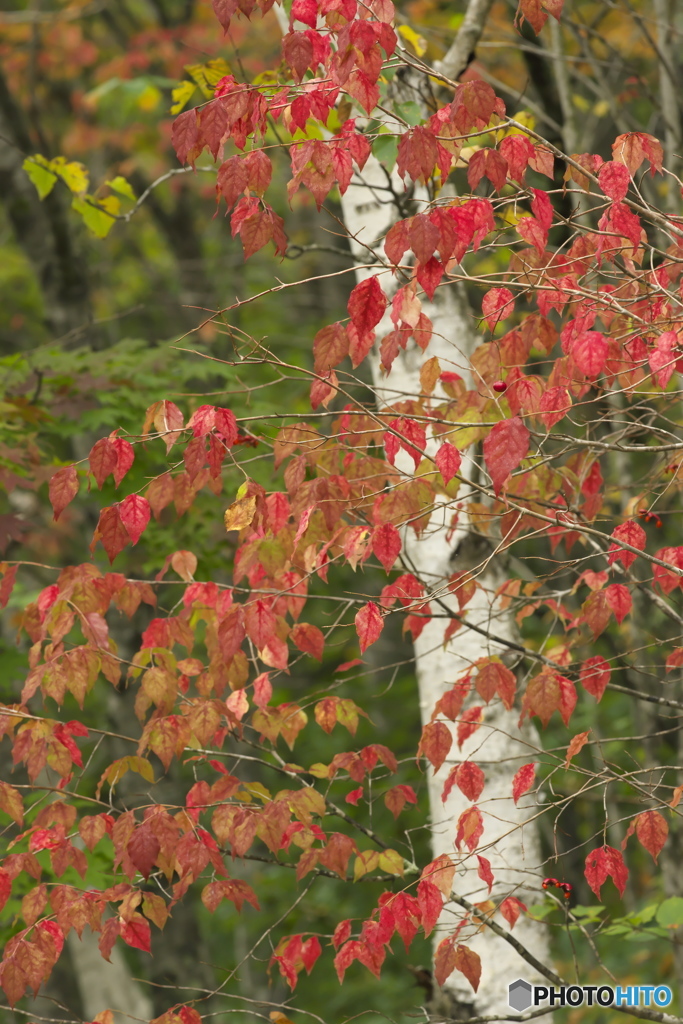 白樺と紅葉