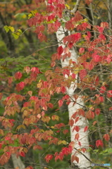 白樺と紅葉