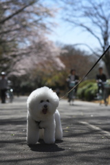 桜犬