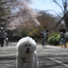 桜犬