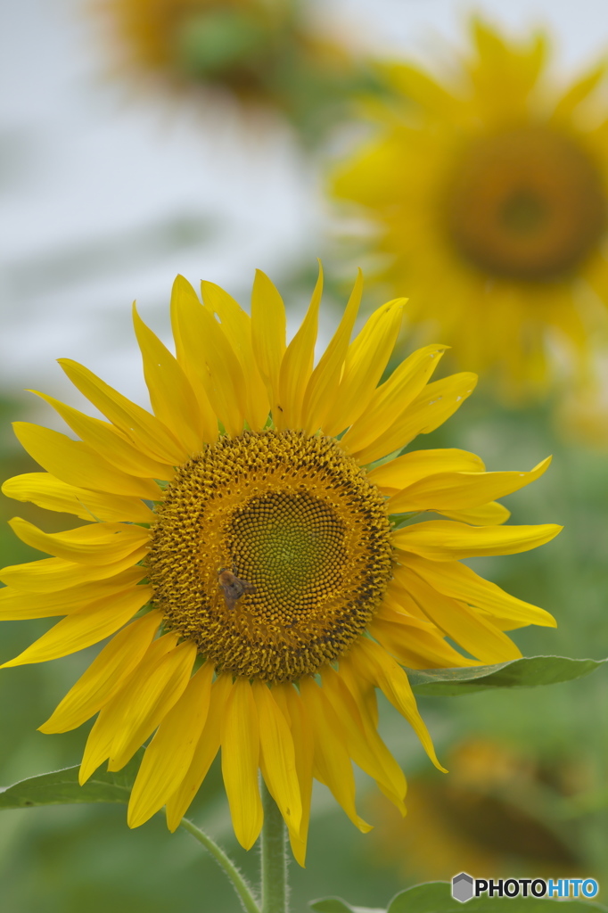 ヒマワリ祭り　♬