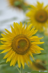 ヒマワリ祭り　♬