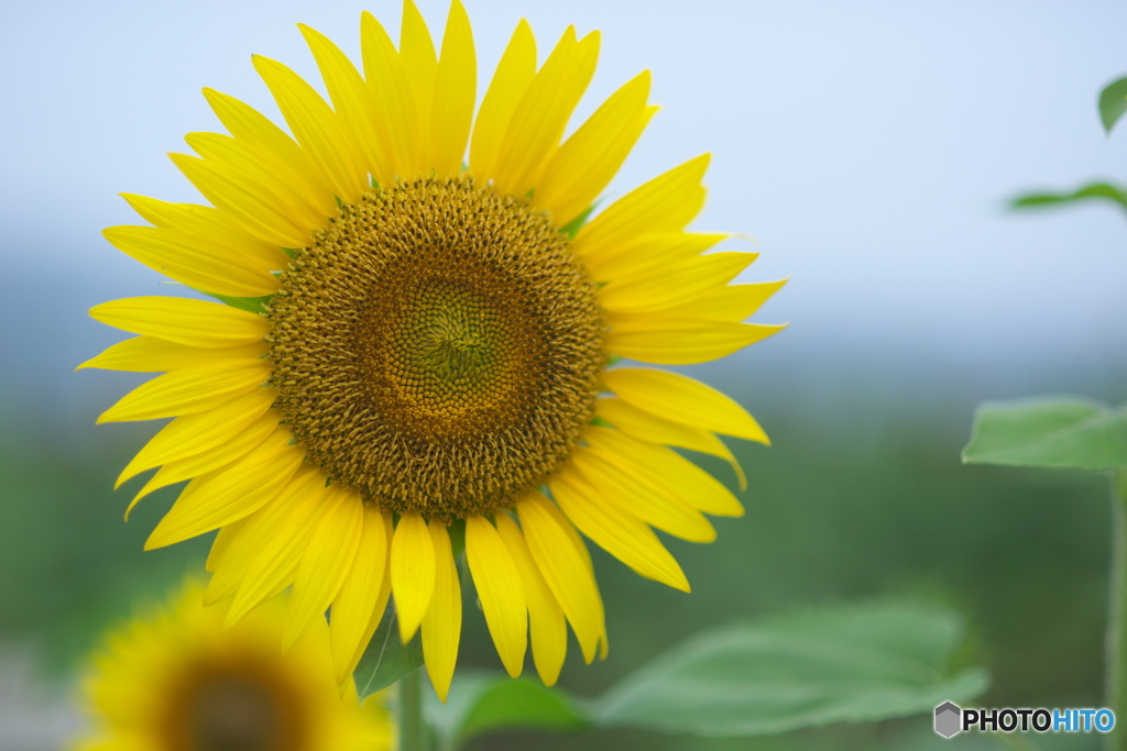 ヒマワリ祭り　参