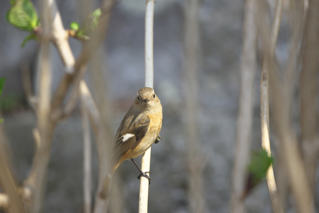 寺院境内の野鳥　Ⅱ