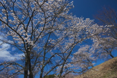 沓掛峠の山桜