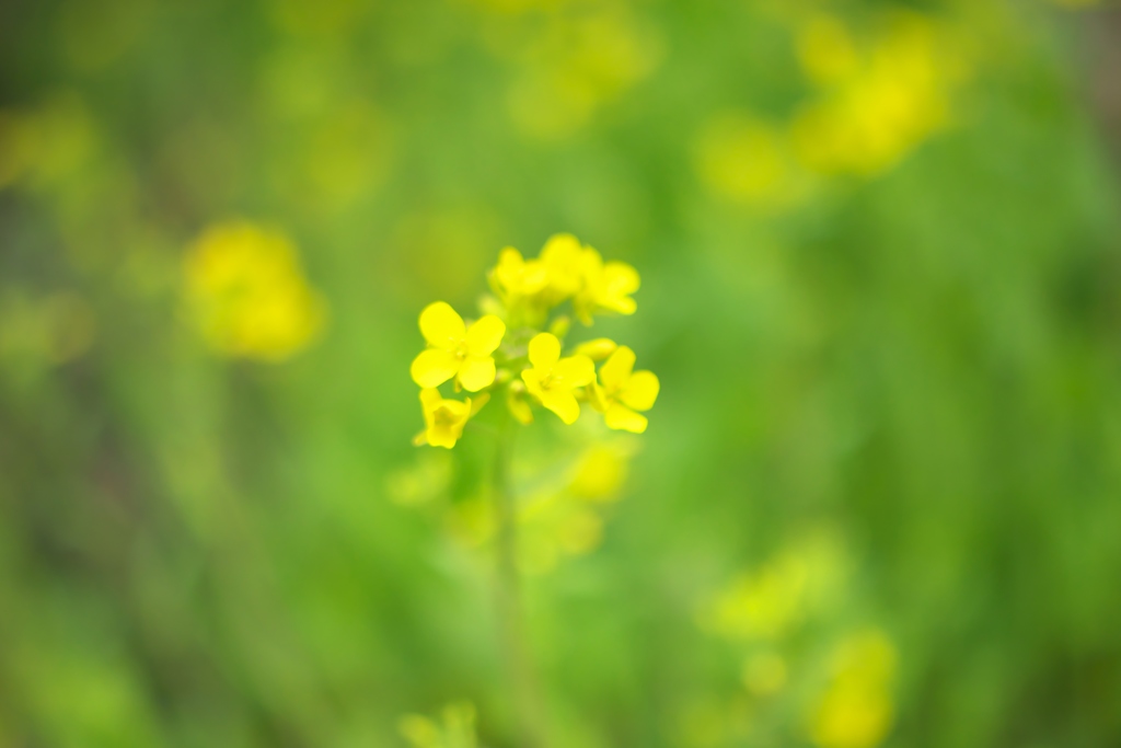 ＭＦレンズ手持ちで撮った春の花　Ａ