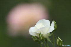 公園のバラ　Ⅱ