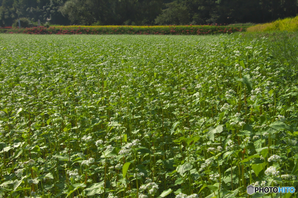 貴重な国産ソバ畑　♫
