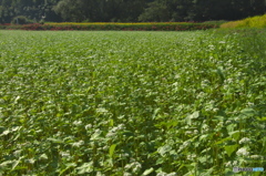 貴重な国産ソバ畑　♫