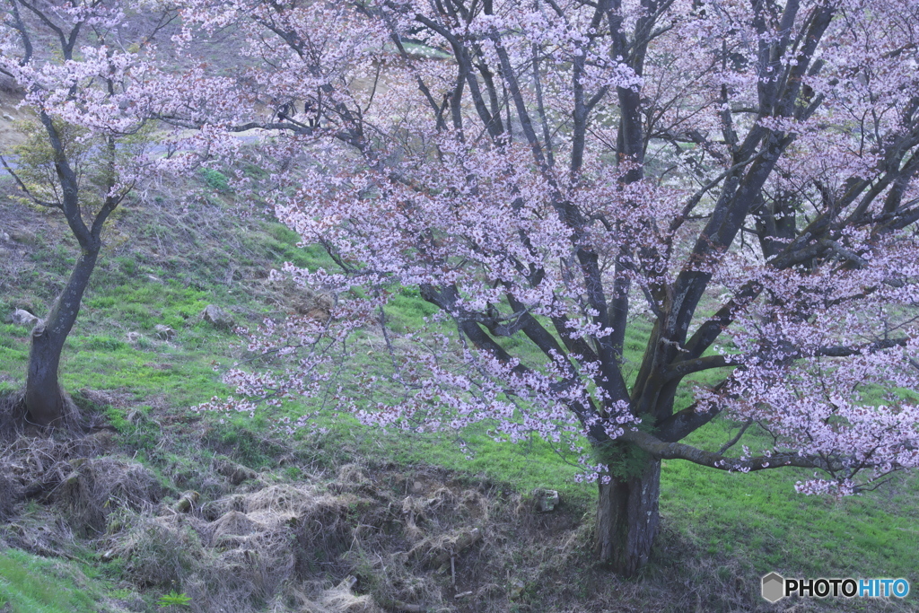 沓掛峠の山桜　　ろ