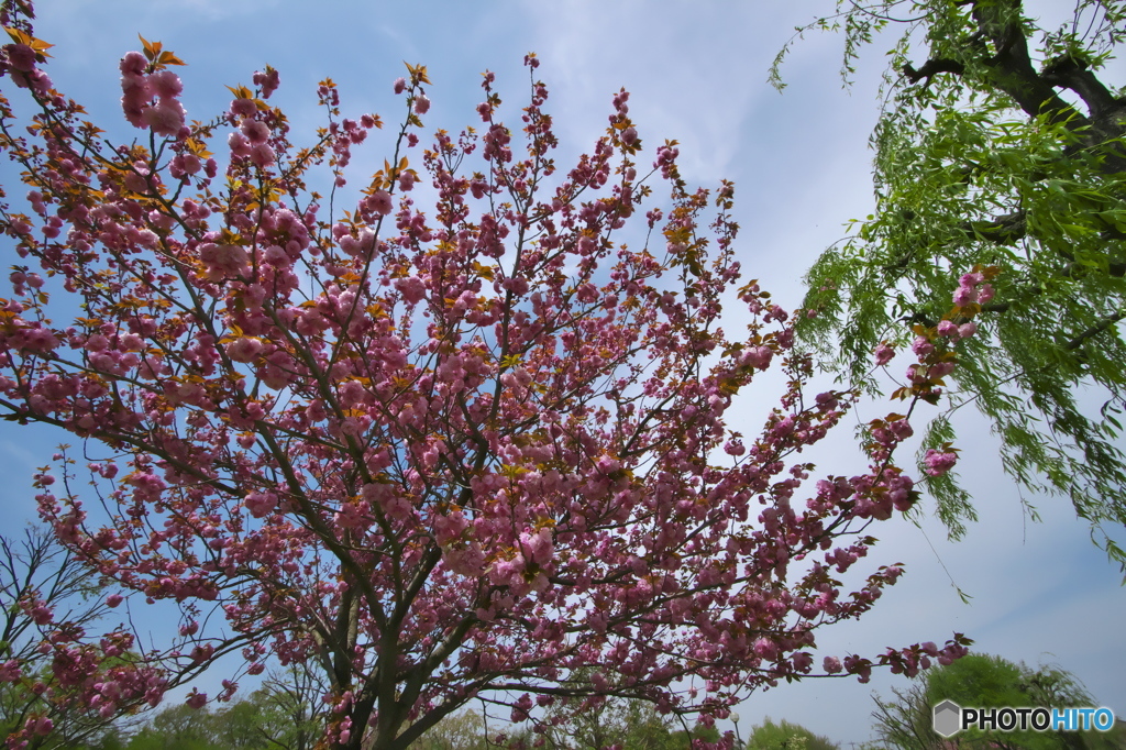 最後に咲くのは八重桜