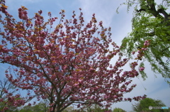 最後に咲くのは八重桜