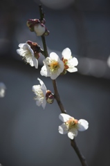 見に来る人も少ないのに咲いている白梅　参