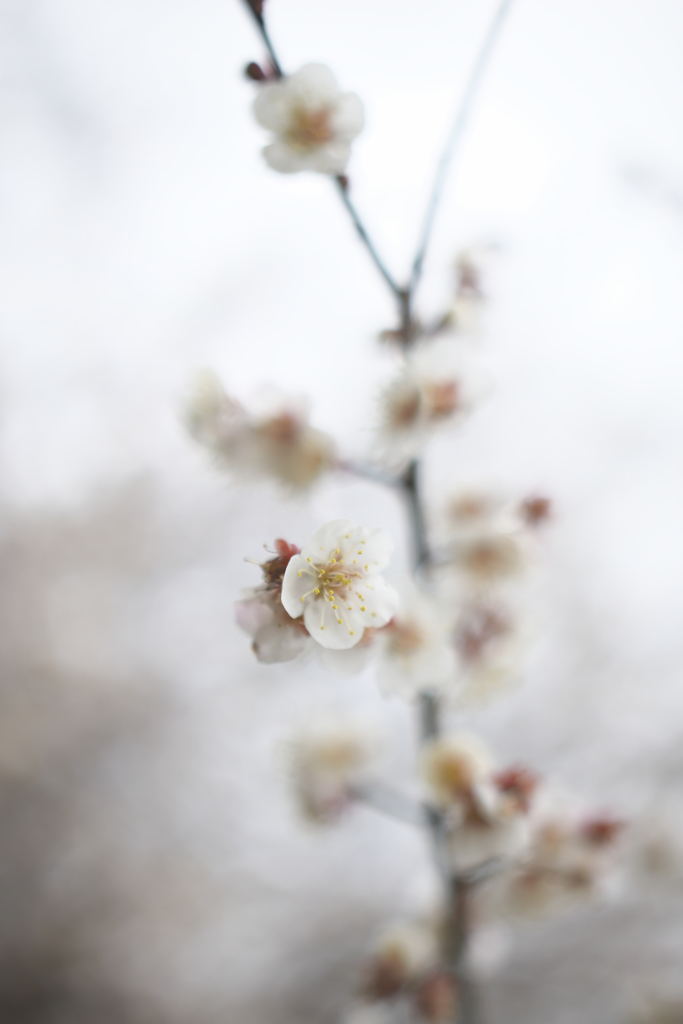 ＭＦレンズ手持ちで撮った春の花　Ｃ