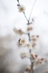ＭＦレンズ手持ちで撮った春の花　Ｃ