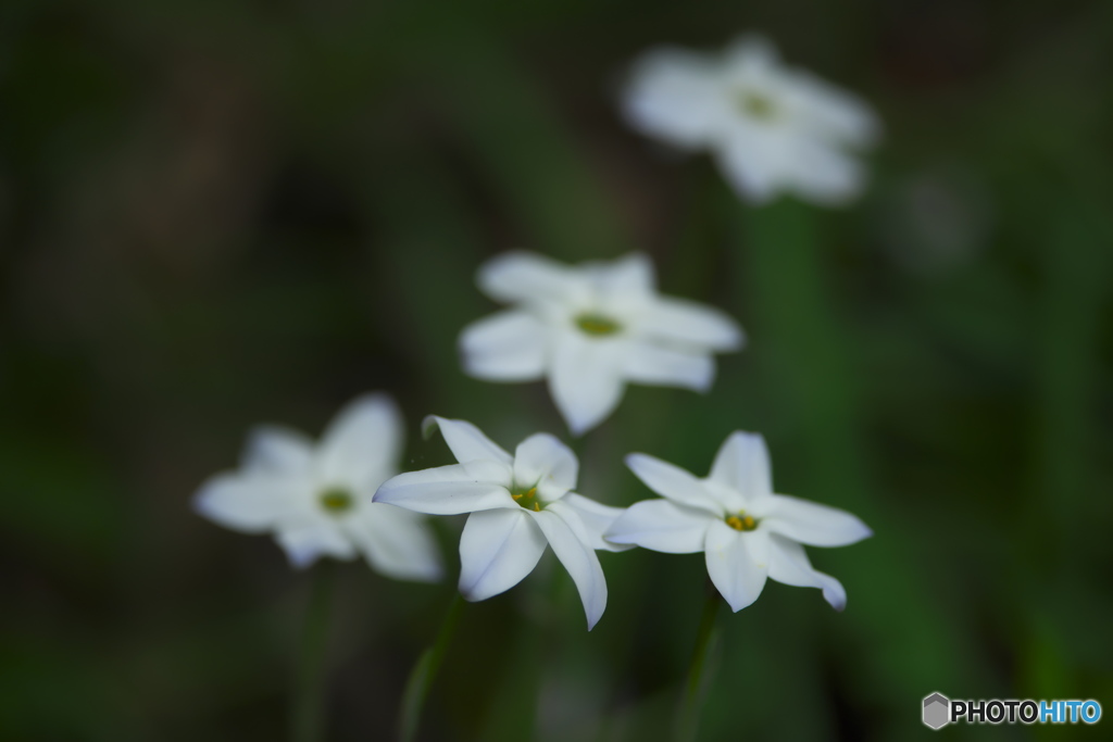 家の庭にも花が咲く