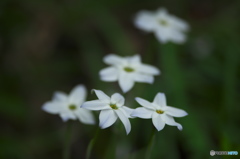 家の庭にも花が咲く