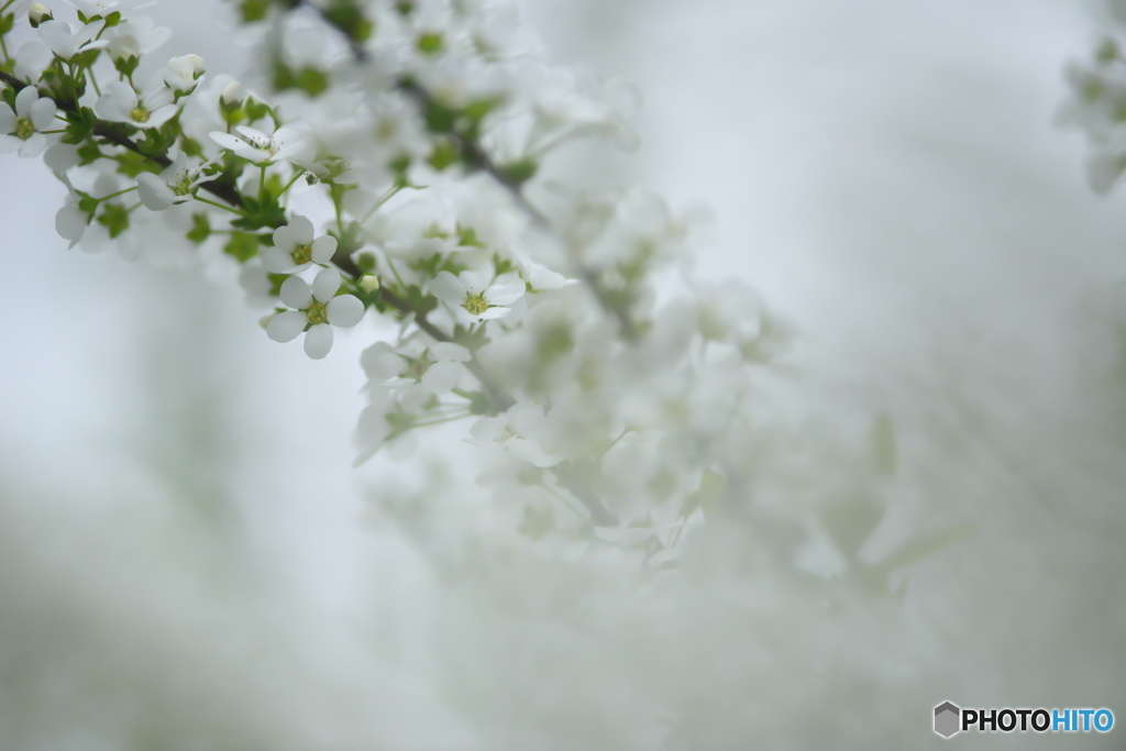 ちっちゃいはな